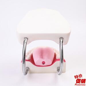 高级牙保健护理模型口腔护理模Y型放大5倍