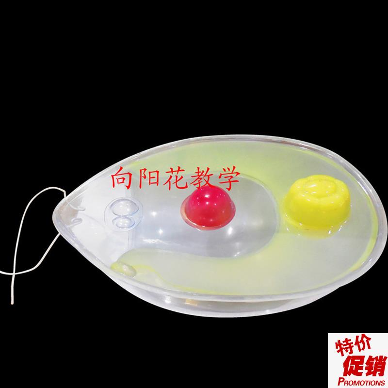 向阳花正品衣藻模s型藻类植物模型厂家直销包邮
