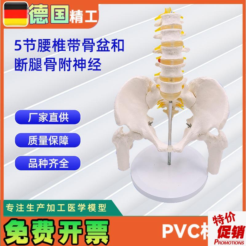 5节腰椎带骨盆和断腿骨附神经人体E骨骼模型24*20*30CM