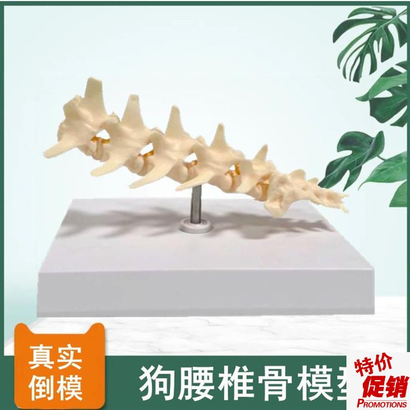 犬腰椎模型仿真狗骨骼塑胶骨头骨盆髋关节肩M关节肘关节兽医药宠