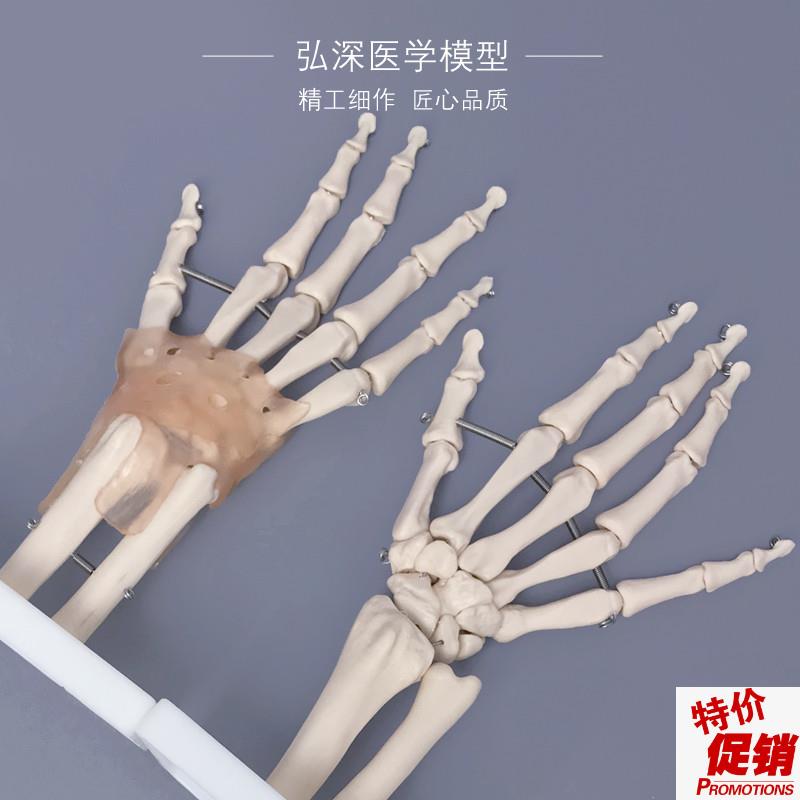 手脚骨模型手腕脚踝关o节手掌骨骼足部足骨附韧带结构医学教学玩