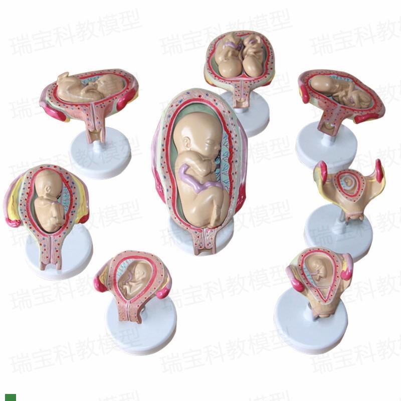 妊娠过程模型胚胎发育足月u腹腔产科教学女性生殖子宫助产示教妇