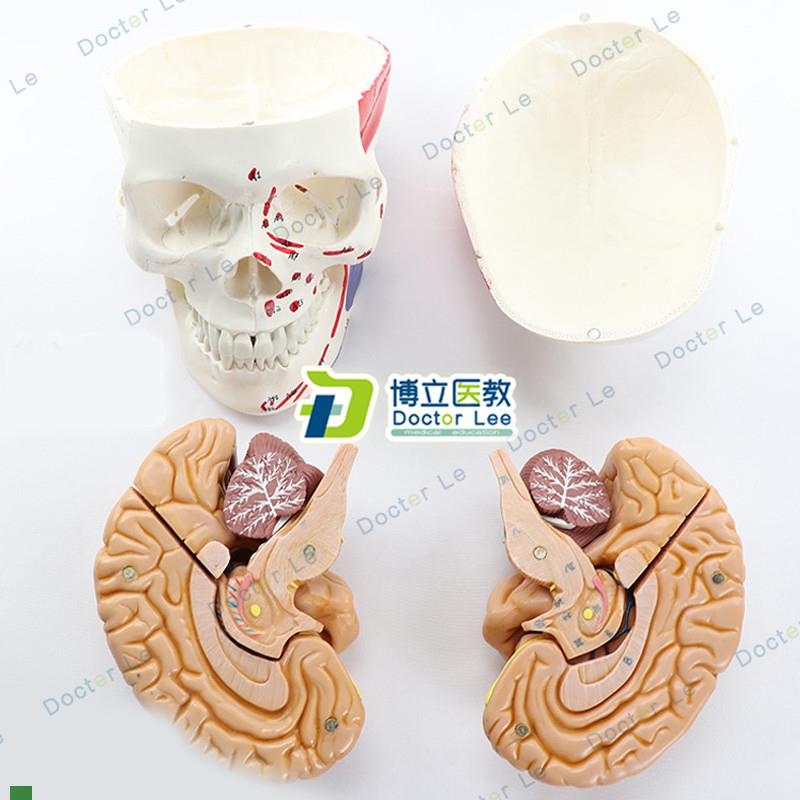 肌肉起止点头颅骨模型人体头骨模型大脑解剖模型可拆卸.骷髅头头