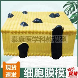 细胞膜模型生f物课配套用动物细胞植物细胞对比细胞核叶绿体细胞