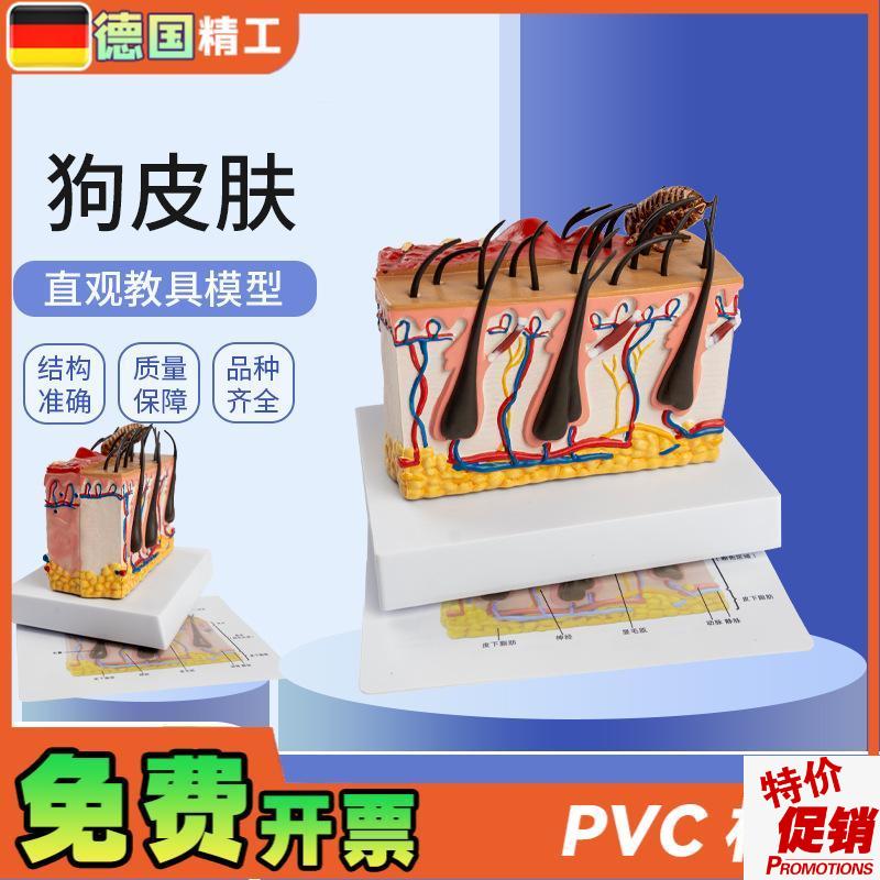 德国】狗皮肤解剖模型犬科真皮B宠物病态皮肤教具兽医教学动物
