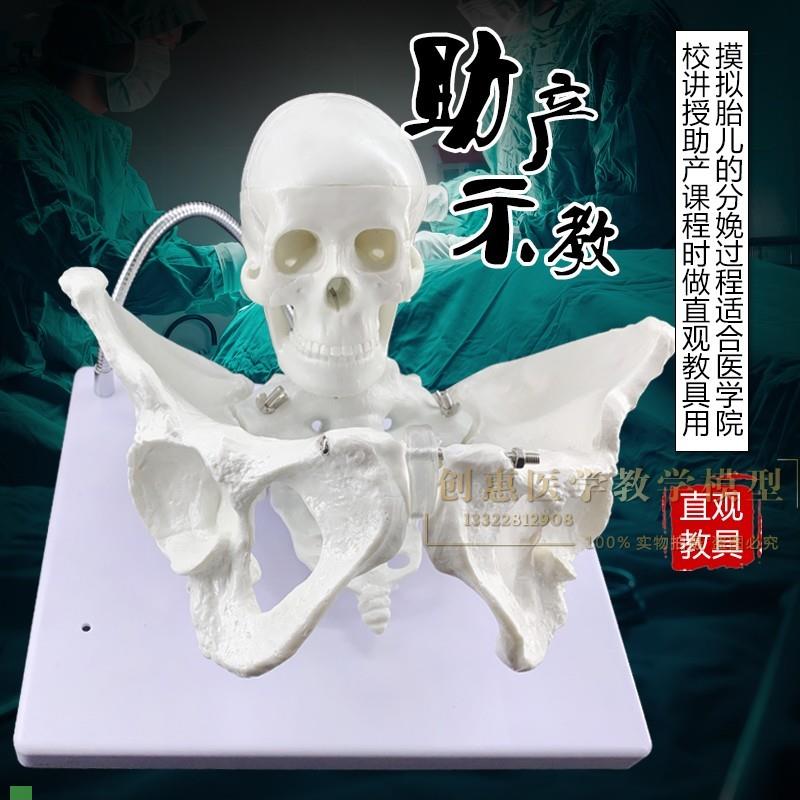 产妇助产骨盆模型生育s示教模型女性骨盆婴儿头骨分娩教具骨骼