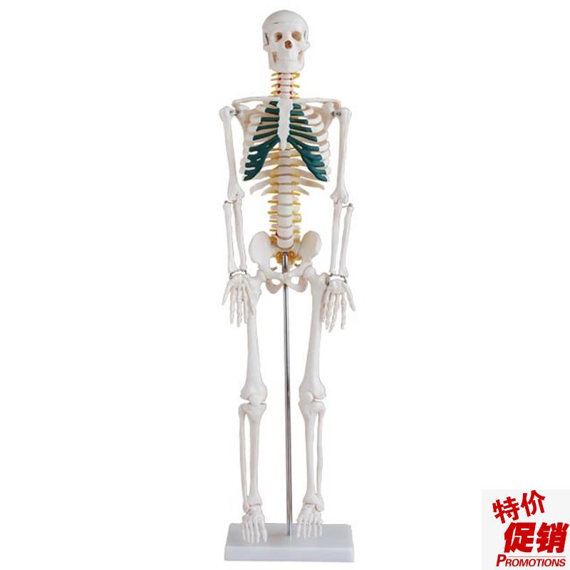 85cm人体骨骼带神经模型85CM人体全身骨骼.带神经模型