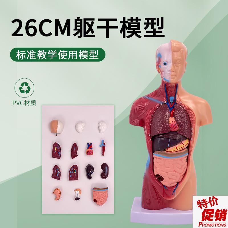 28cm人体躯干解剖模型器官可拆A卸医学教学心脏内脏模型玩具26cm