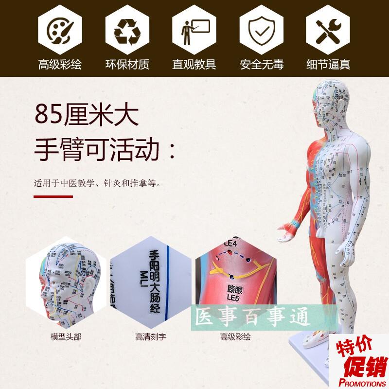 高清85cm针灸穴位经络人体模型模特超清晰中P医用家用教学针灸模