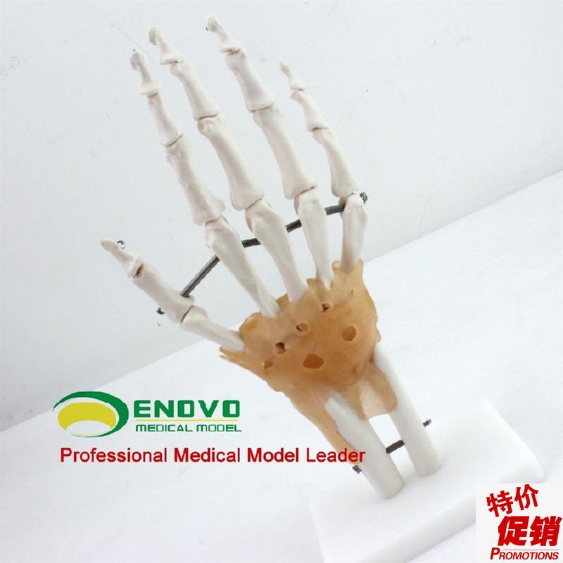 ENOVcO颐诺医学人体手关节韧带模型手骨尺桡骨人体骨骼标本手足外