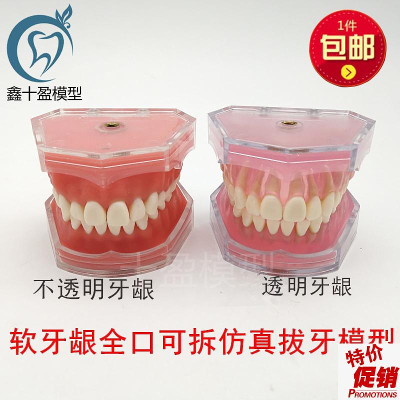 牙科模型口腔科教学模型练w习拔牙模型拆卸牙齿软牙龈全口可拔
