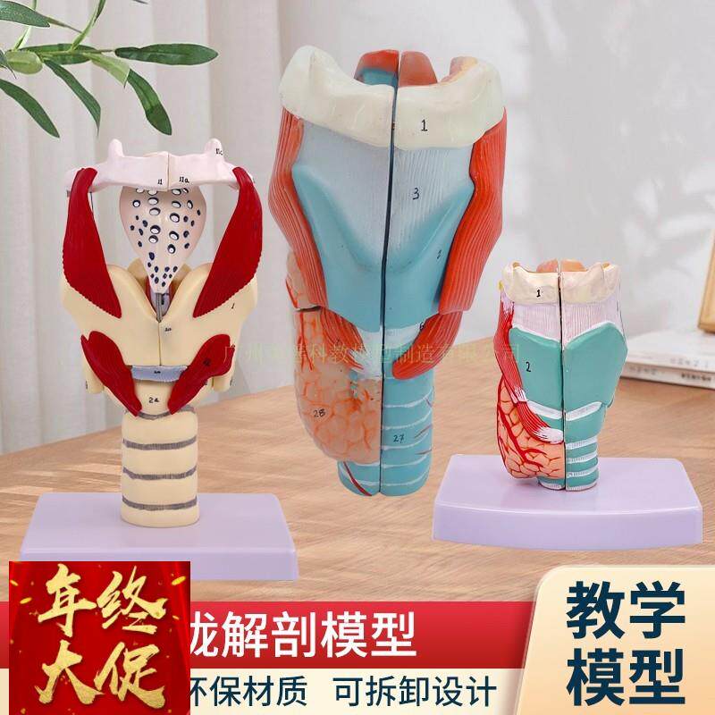 喉咙解剖咽喉模型2倍放大标本喉部血管甲状腺喉结头医院教学模型