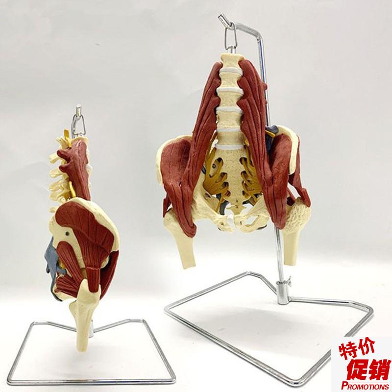 腰椎带肌肉模型盆底肌坐骨神经骶骨韧带股骨头病变Y骨盆产后修复