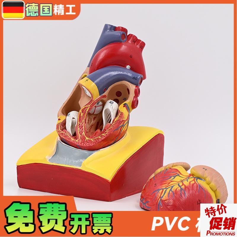 德国】1:1人体心脏解剖模型B超彩超F心脏模型拆卸医学自然大心脏