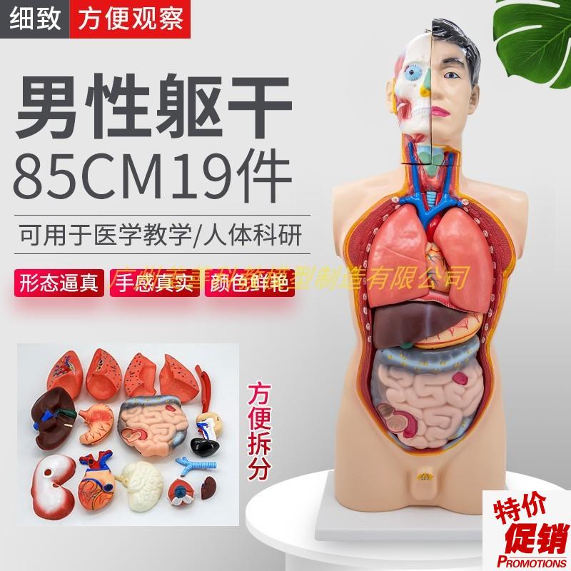 85cm人体男性躯干模型19件x内脏器官肌肉解剖心脏肝脾肺肾医学教