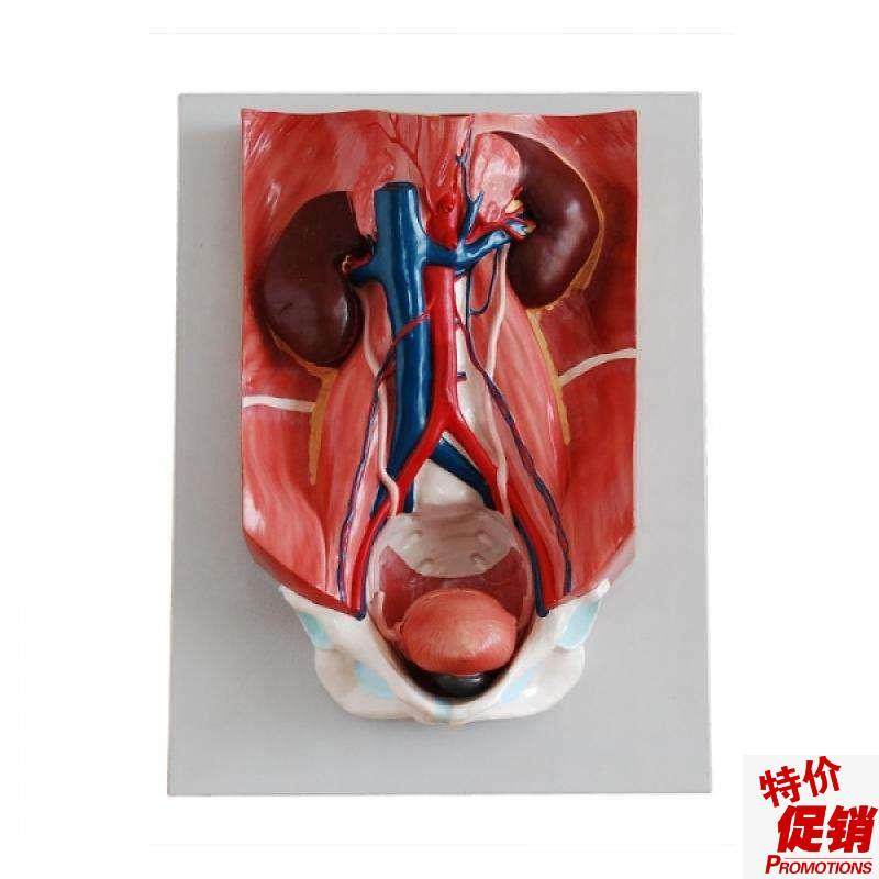 泌尿系统模型人体医学泌尿系统解剖标本W教学培训专用,文具电教/文化用品/商务用品,模拟人,淘宝优惠券,粉丝福利购,淘宝优惠卷