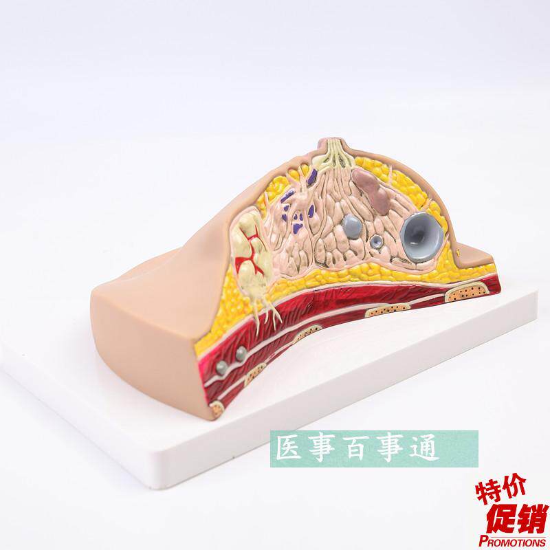 人体1:1乳房模型乳腺解剖女性生殖科普教育教R学健康厂家直销包邮