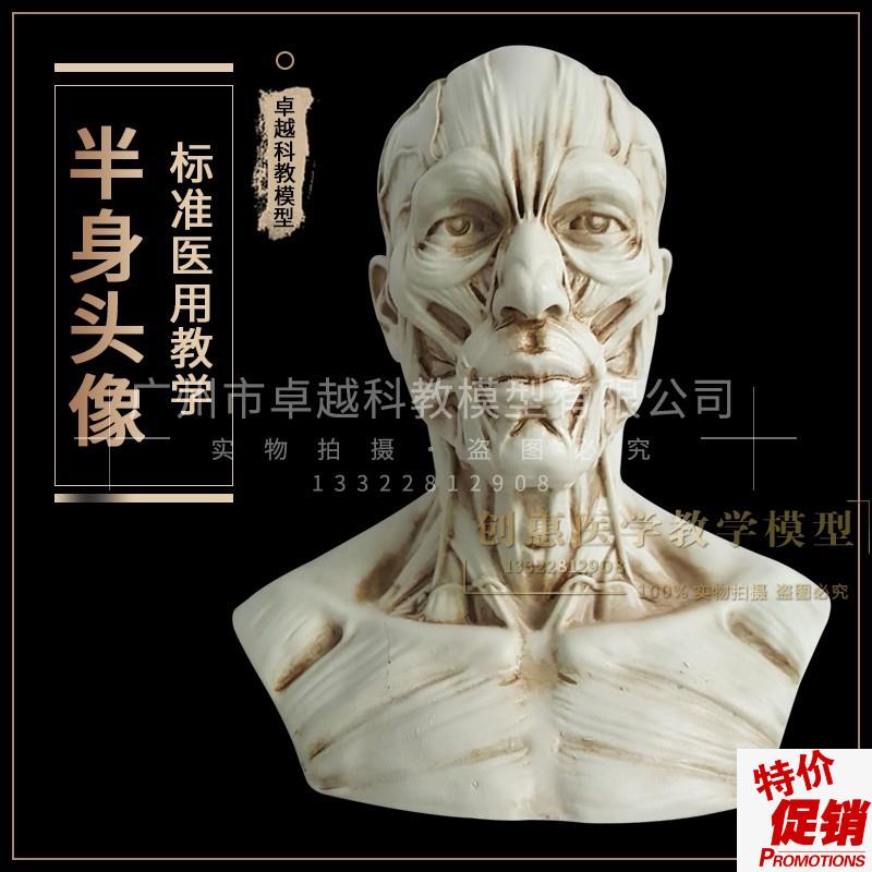 树脂骷髅头绘画半身像人头骨艺A用人体肌肉骨骼解剖结构模型美术