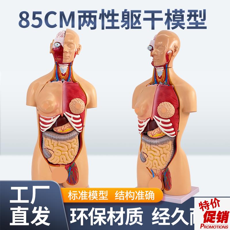 85CM两性躯干可拆23s件人体器官结构组织解剖内脏器官结构分布结