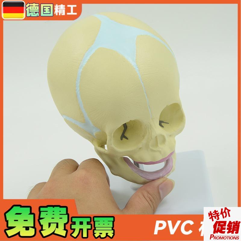 德国】婴儿头颅模型幼儿头骨模型A儿科小型头颅骨带底座可旋转骨
