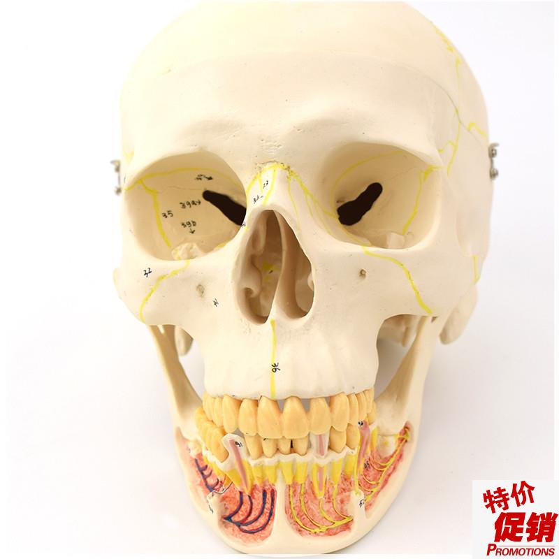 ENOVO颐诺成人头骨模型下颌骨颌面外科解剖仿真U头颅骨口腔科头骨