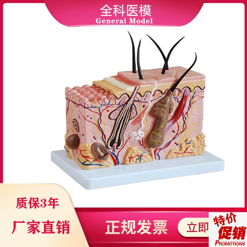 皮肤结构放大模型中型组织层次立体构造微整形美容医W教学模具玩