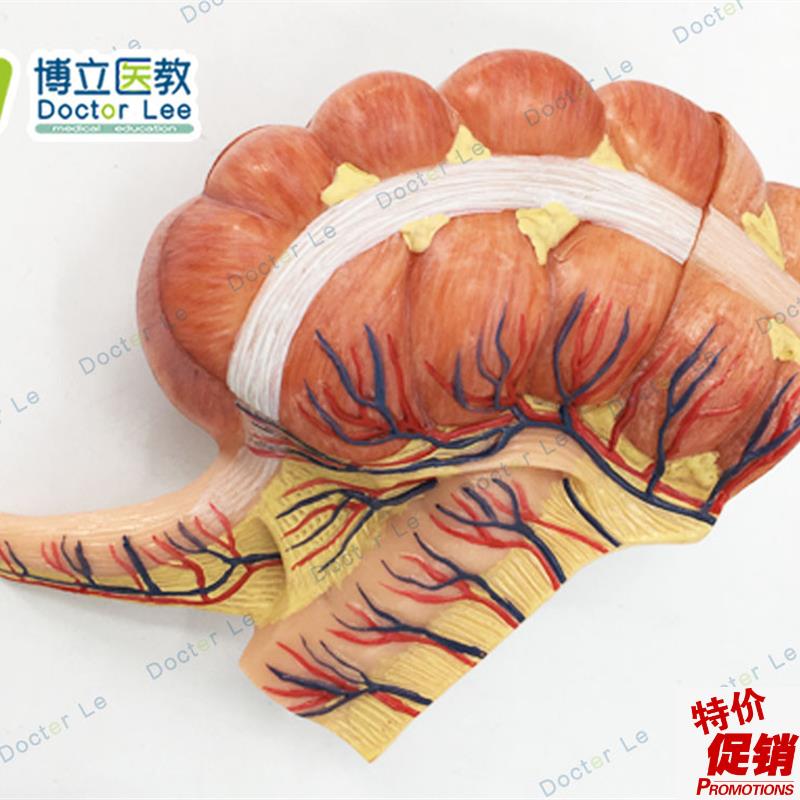 人体医学回盲部解剖模型盲肠阑尾升结回肠血N管淋巴模型