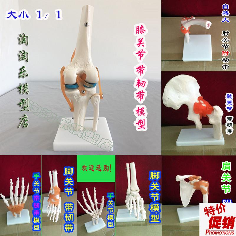 新款人体膝肘肩髋手脚关节骨骼模型医学I用功能附韧带可弯曲动1比