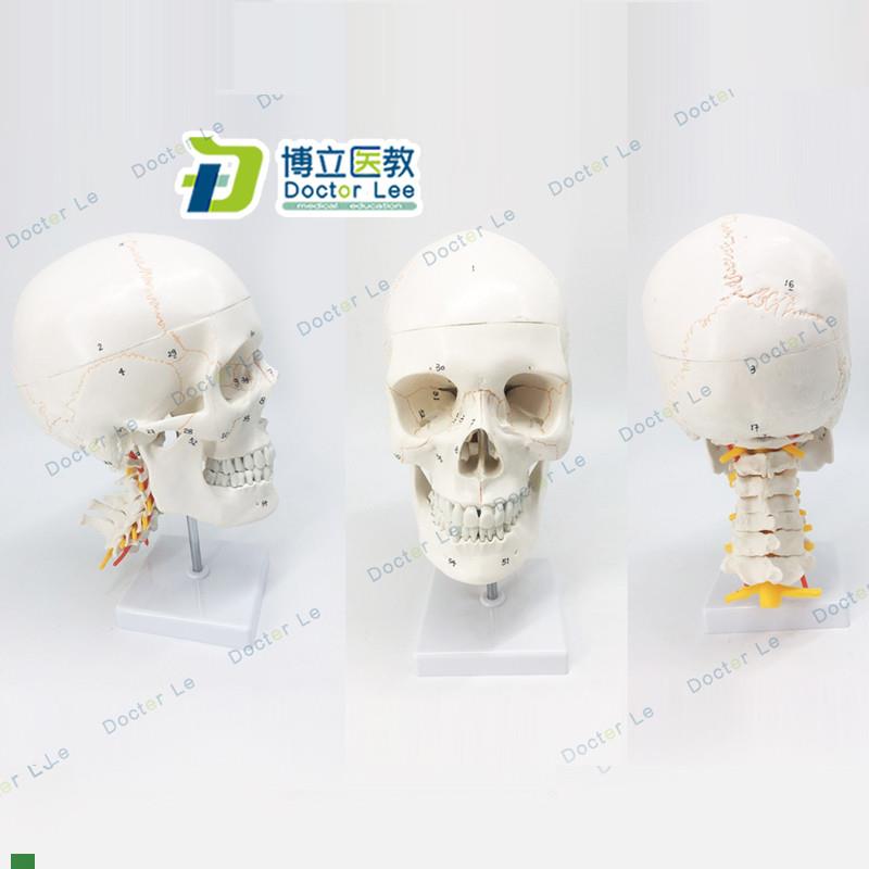 头骨附脑模型人体头颅骨大脑模型神I经科颅脑解剖骨缝线头骨