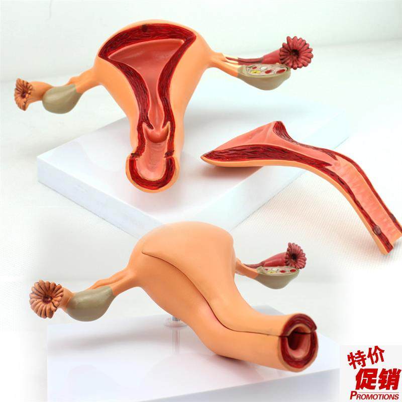 颐诺正品医用g女性内生殖器官解剖模型子宫卵巢生殖结构妇科模型