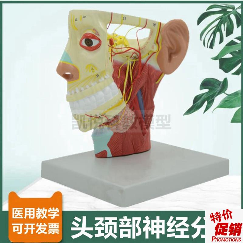 头面部神经分布模型颅脑深浅肌肉层B动脉静脉12对脑神经微整形医