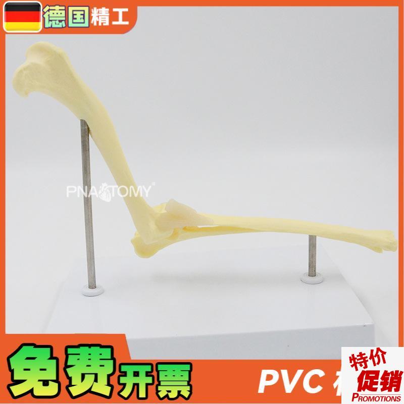 德国】狗肘关节模型犬骨骼关w节解剖展示道具1比1大医药促销礼品