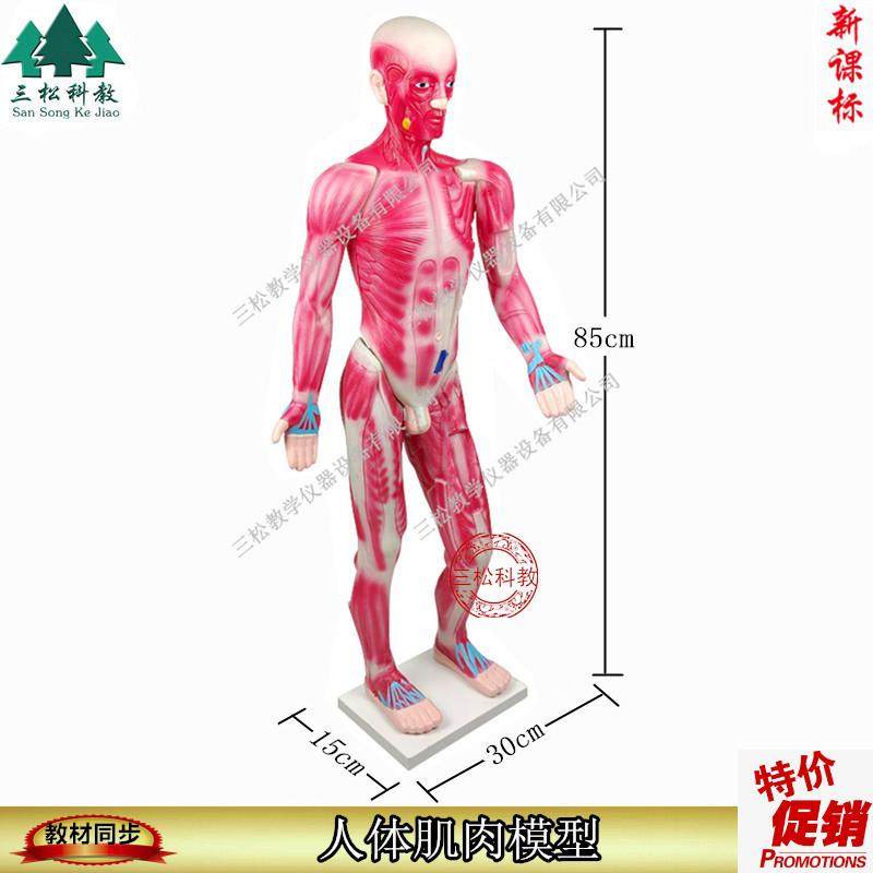 33219人体肌肉模型85CAM生物器材pvc教学仪器保证正品,文具电教/文化用品/商务用品,教学仪器/实验器材,淘宝优惠券,粉丝福利购,淘宝优惠卷