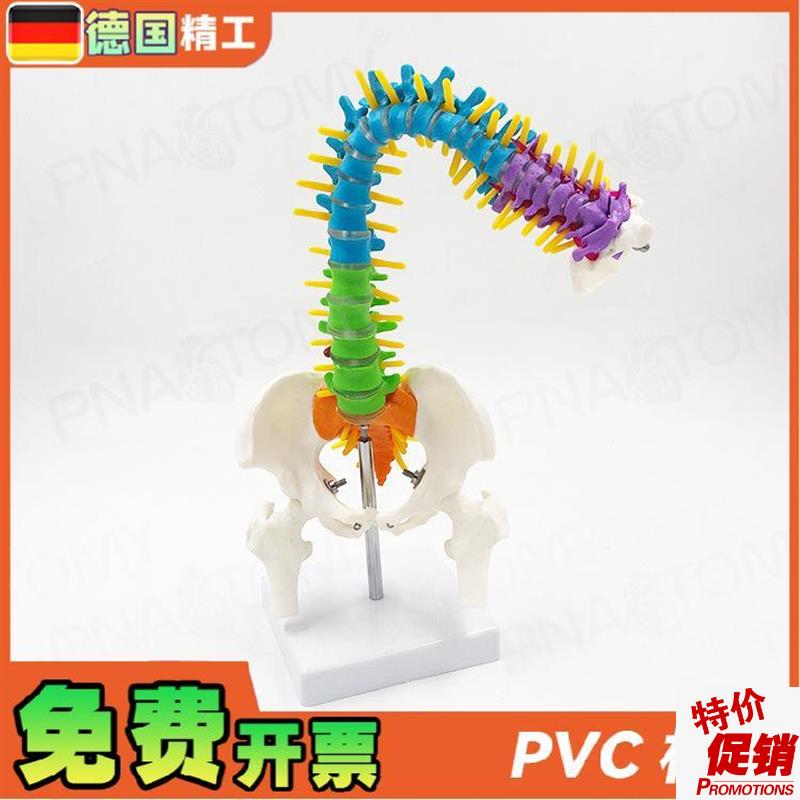 德国】45cm彩色可弯曲人体脊柱椎体可错K位转动脊神经骨盆股骨正
