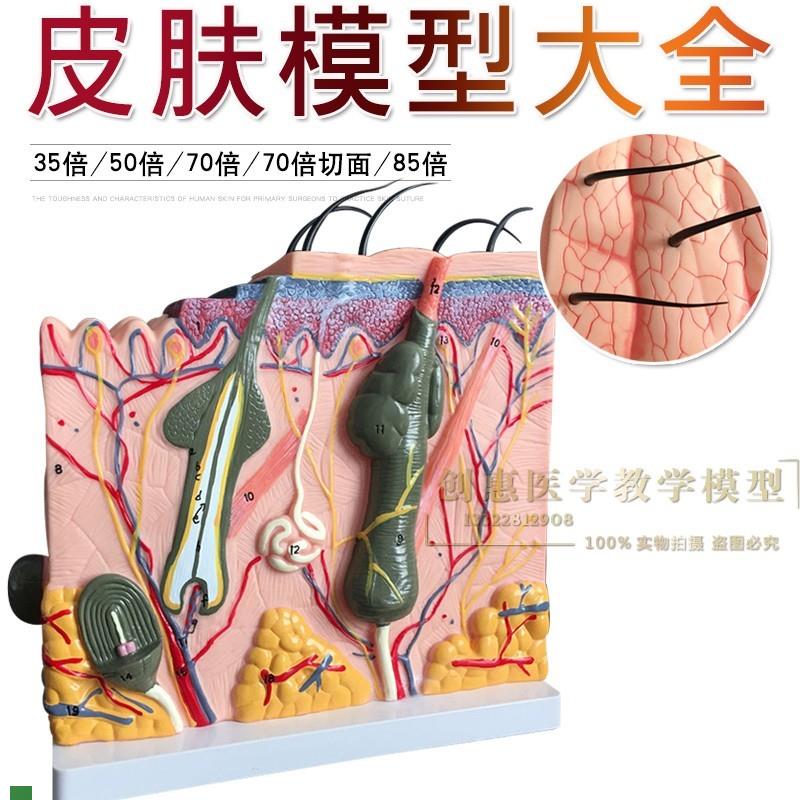 皮肤切面b模型人体皮肤层次切面放大皮肤解剖模型皮肤模型教具