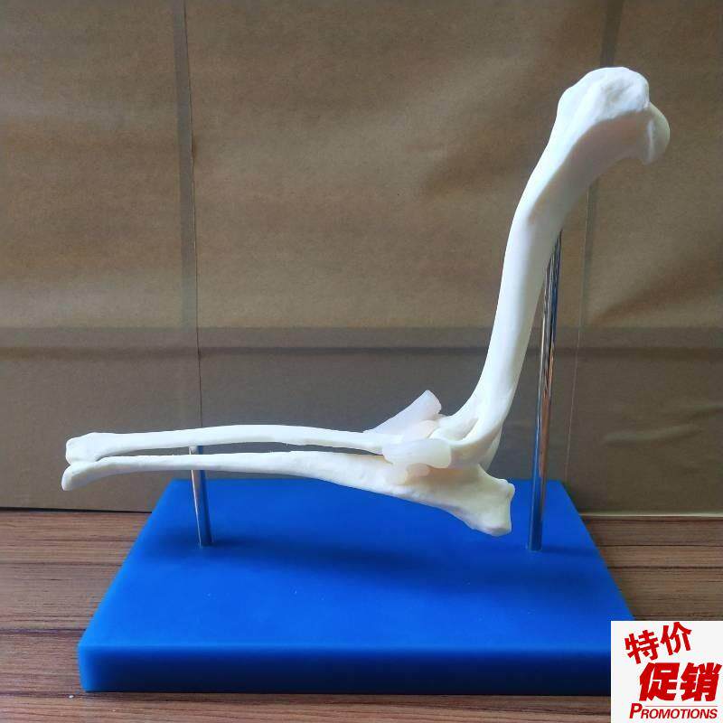 狗肘骨关节狗骨架动物模型宠物兽E医教学医用医学演示饰品包邮