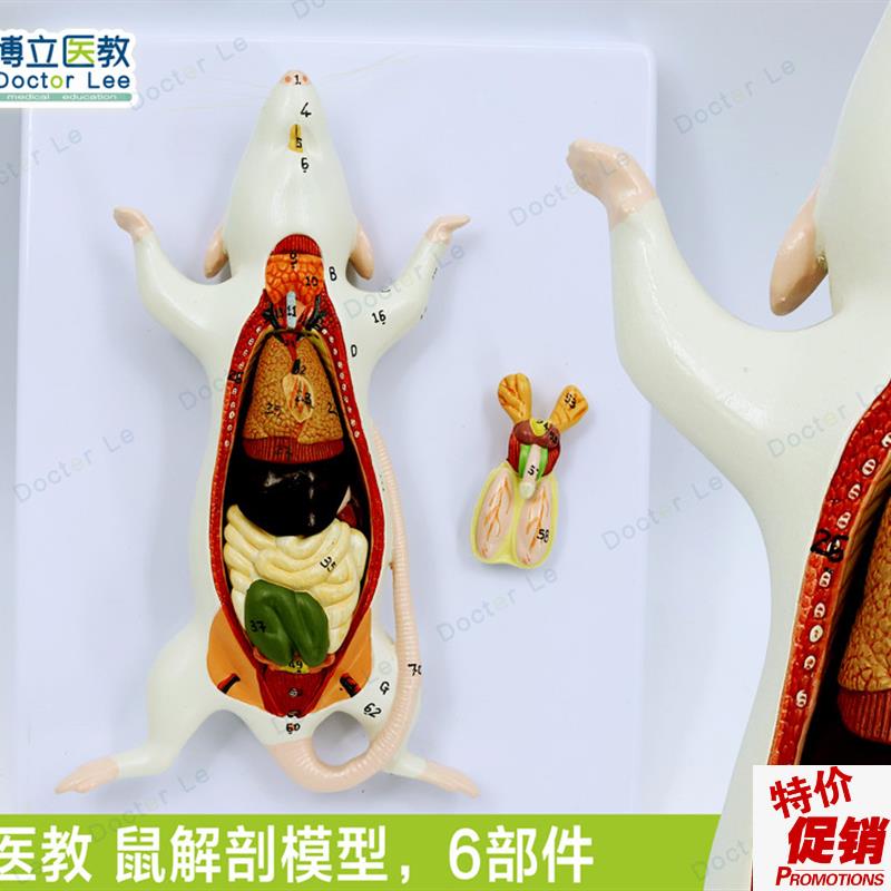教学仿真老鼠标本老鼠解f剖模型老鼠拼装益智玩具动物解剖生物教