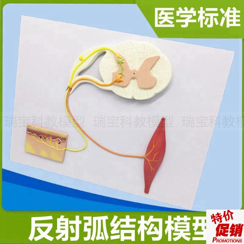 反射弧模型感受器肌肉神经高中生物生理I课实验神经元细胞髓鞘树