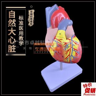 1:1人体心脏模型B超彩超声医用心内科内脏解剖教学模W具自然大心
