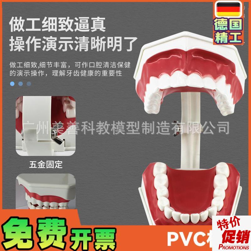 儿童早教刷牙模型两o倍大幼儿口腔教学模型牙齿模型幼儿园教刷牙