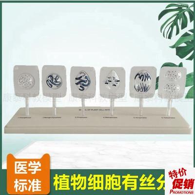 植物细胞有丝f分裂模型初中高中生物课实验器材动物细胞减数分裂