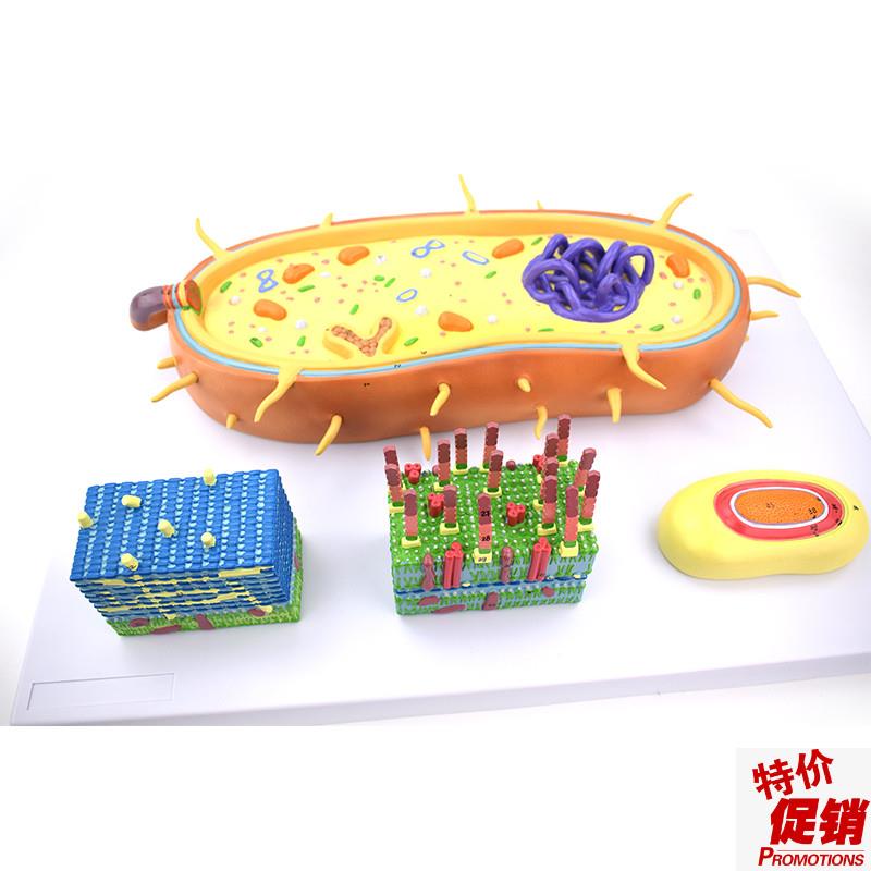 细菌放大模型芽孢鞭毛菌s毛荚膜细胞膜原核生物医用微生物教学实