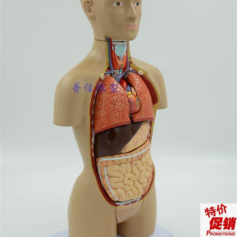 医用人体器官解剖模型人体内脏结构K人体拼装模型躯干模型,文具电教/文化用品/商务用品,教学标本/模型,淘宝优惠券,粉丝福利购,淘宝优惠卷