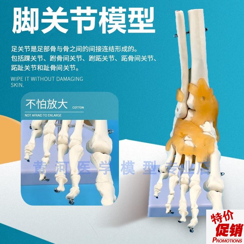 黄河脚关b节附韧带模型人体足关节骨骼运动系统解剖手足外科