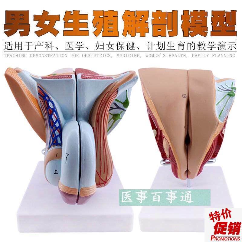 女性生殖器官结构模型4部件女性内外生殖系O统子宫解剖计生模型