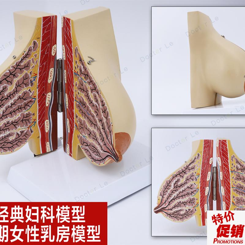 女性妊娠期哺乳期乳房模型乳腺解剖妇产科丰胸R美容教学教具生育