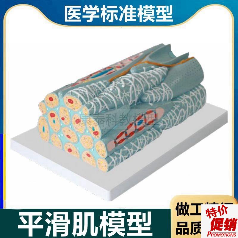 平滑肌模型不随意肌人体组织微细结构医用解剖smOoothmuscle