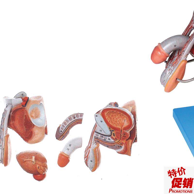 男性生殖器官结构r模型/解剖模型A15102