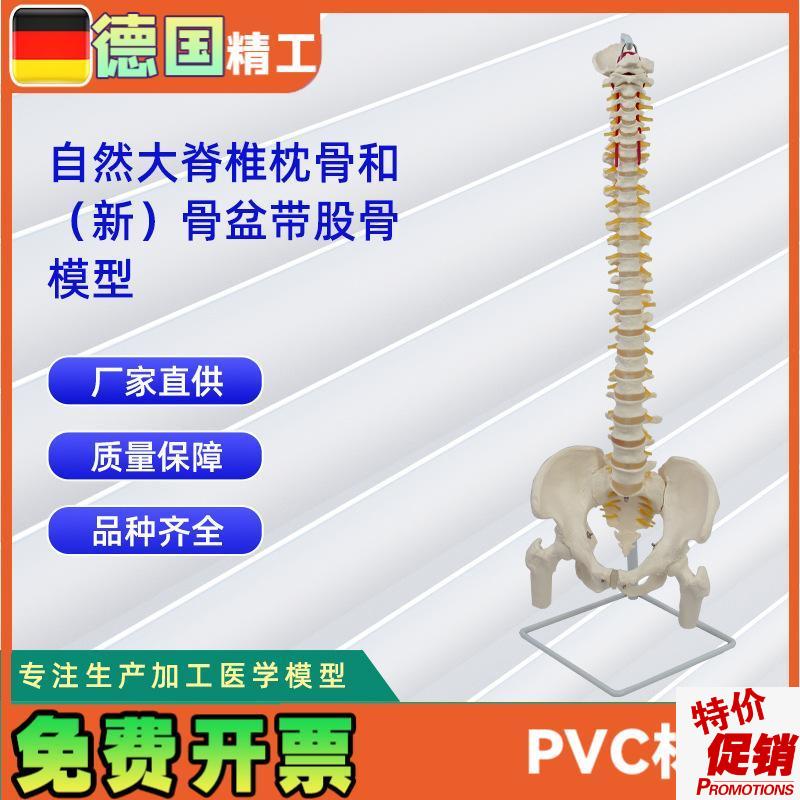 自然大脊椎枕j骨和新骨盆带股骨模型人体脊椎模型