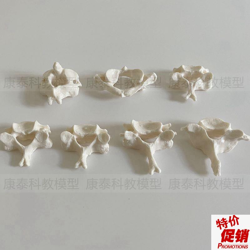 颈椎模型1比g1仿真寰椎枢椎第七颈椎散骨小针刀正骨脊椎腰椎骨医